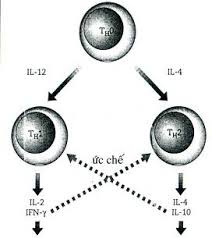 Ảnh 3 của Tế bào mast hệ thống